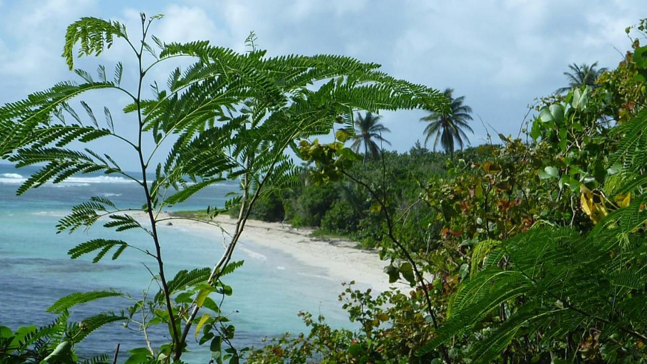 Surf Camp Kokoplaj, A 150M De La Plage Et Du Spot De Surf Sainte-Anne  Zewnętrze zdjęcie